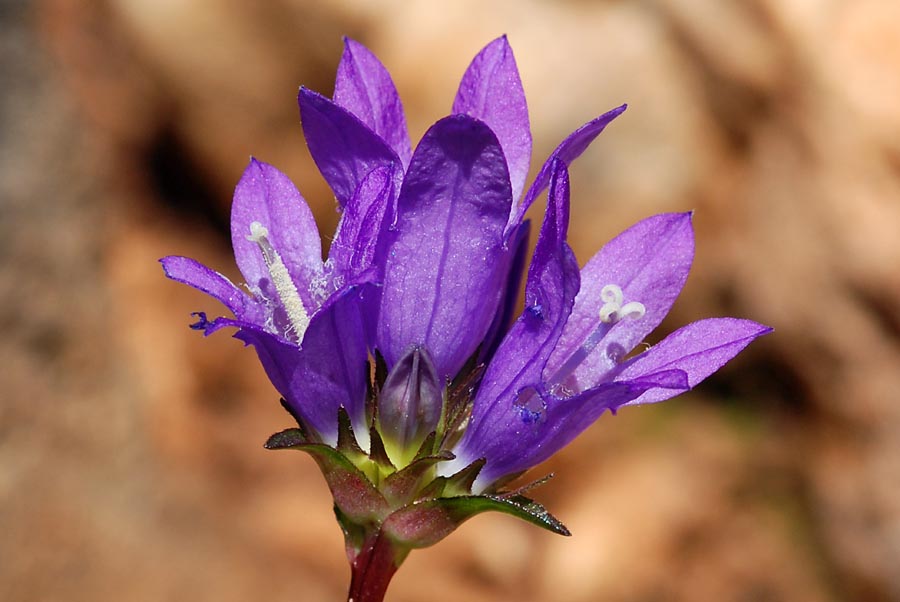 Campanula glomerata / Campanula agglomerata